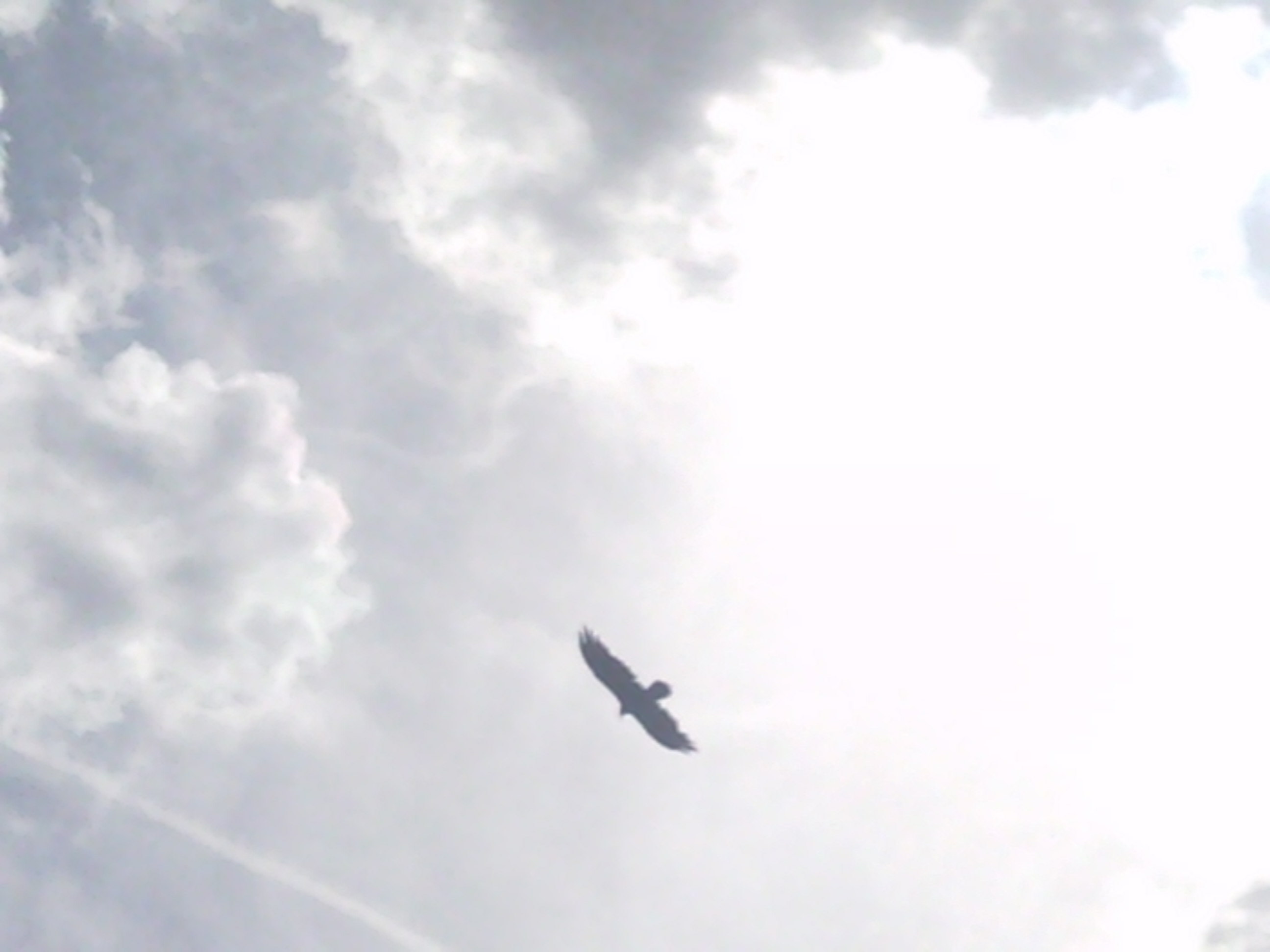 Turkey Vulture in flight with the sun's glare