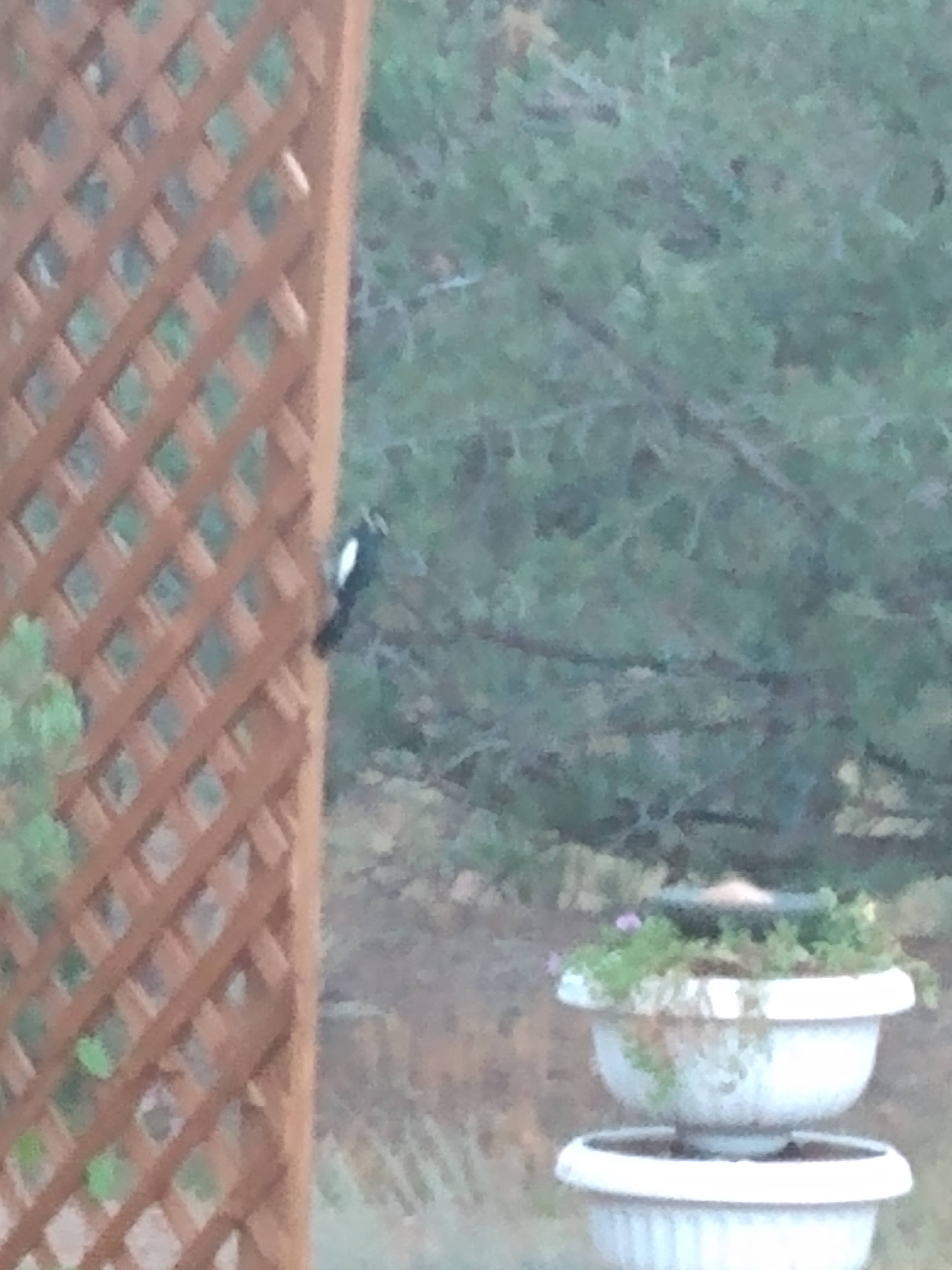 Downy Woodpecker on a trellis