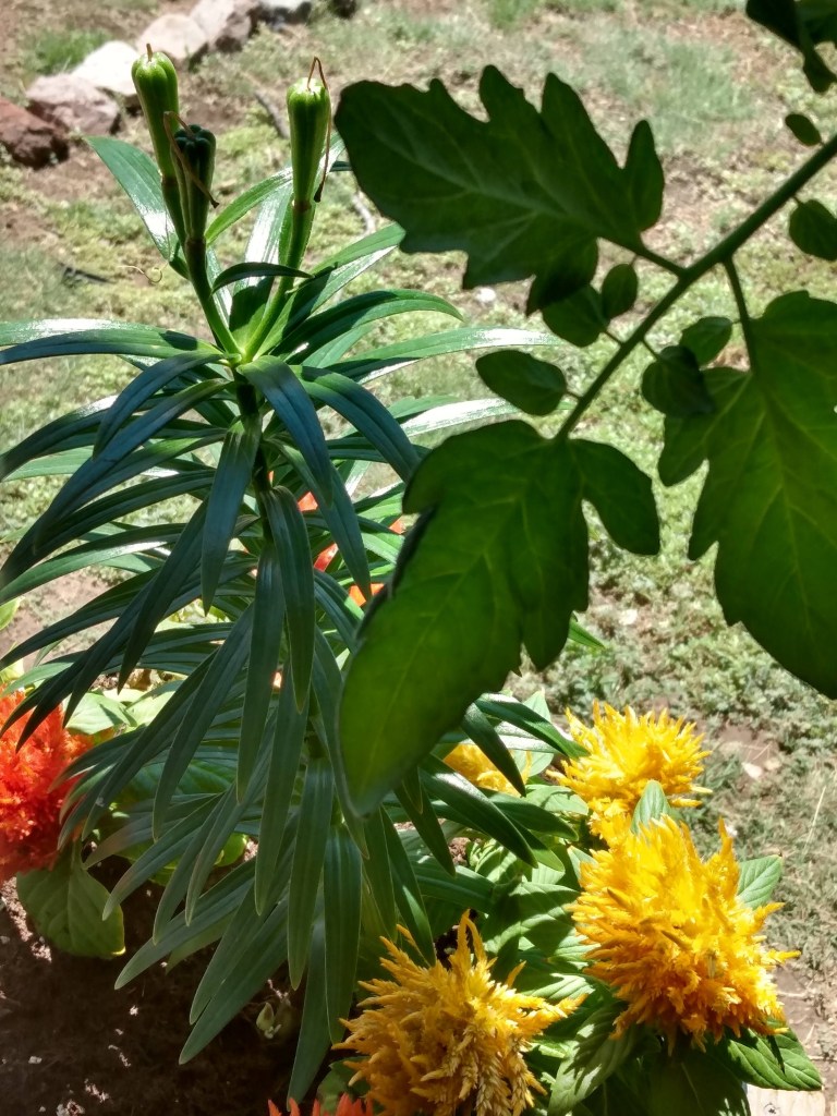 yellow flowers among the greenery