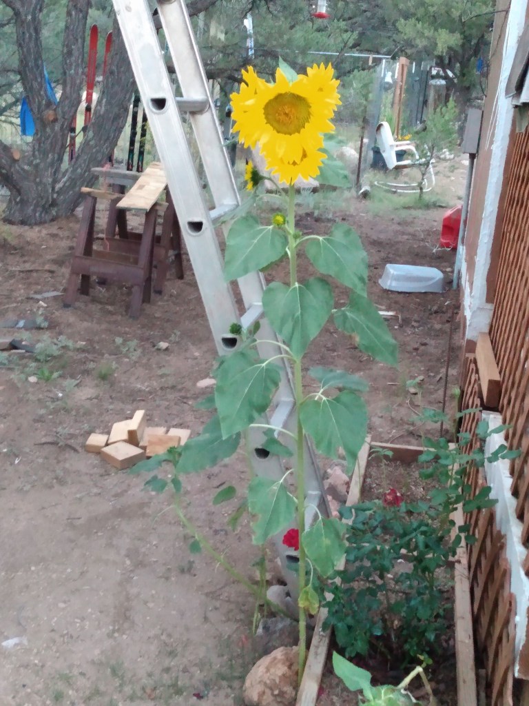 A tall sunflower