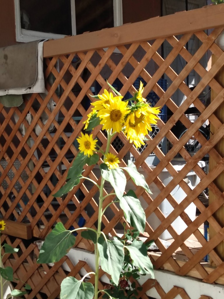 A tall sunflower with many heads