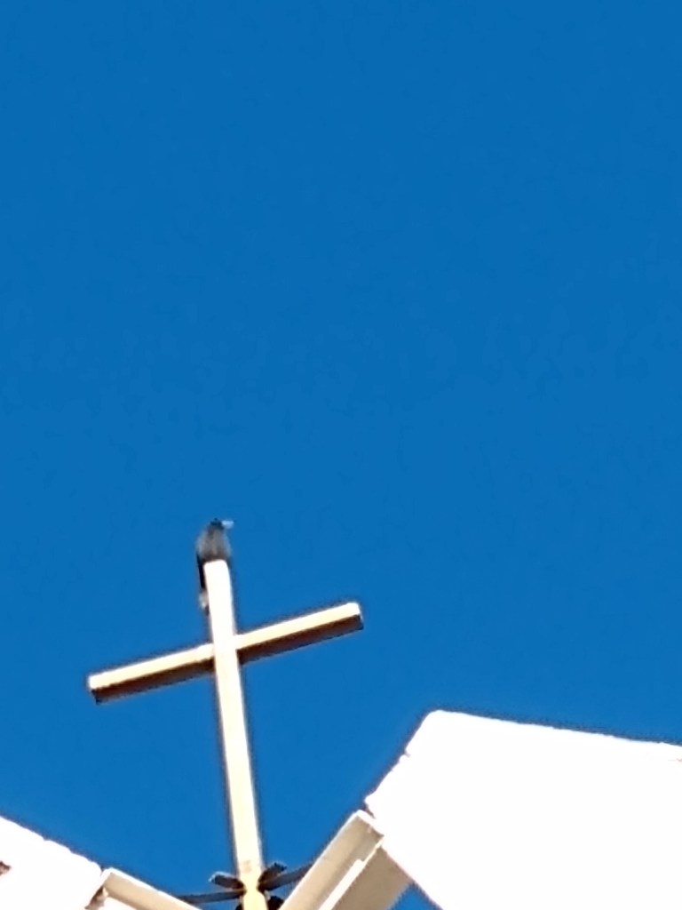 Raven on a cross 