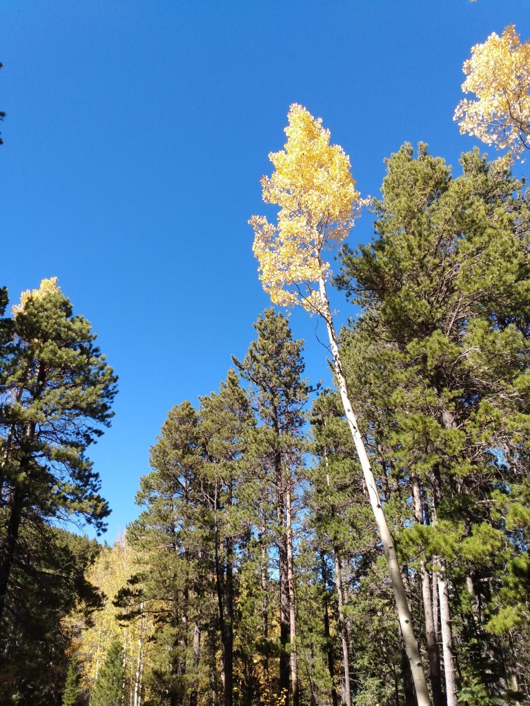A very tall yellow aspen tree