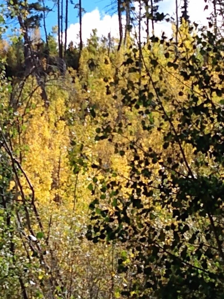 A dense grove of Aspen trees.