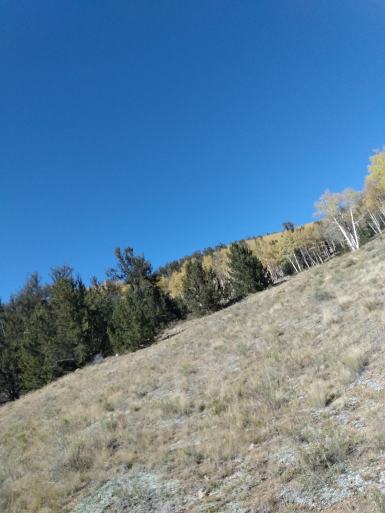 Hill with grass and trees and blue sky behind