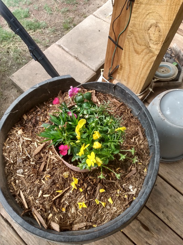 Yellow and pink flowers in a pot