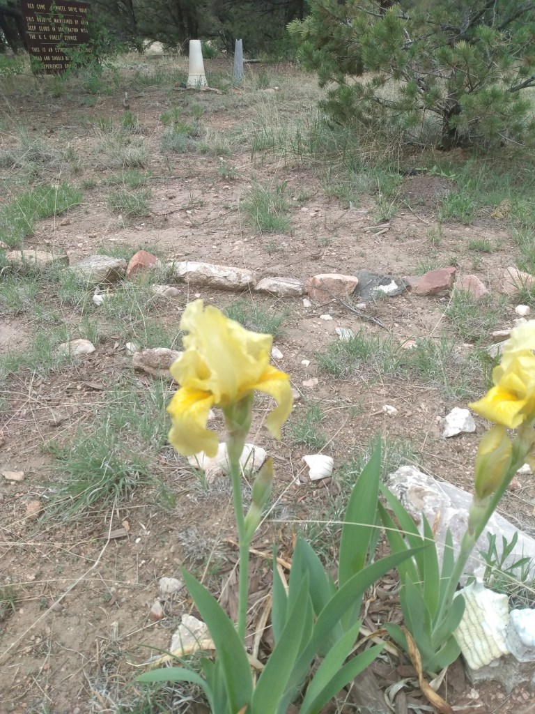 A yellow gladiola