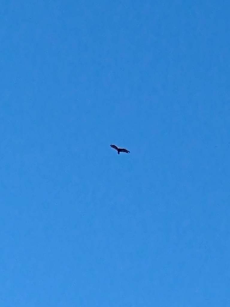 Turkey vulture riding the currents