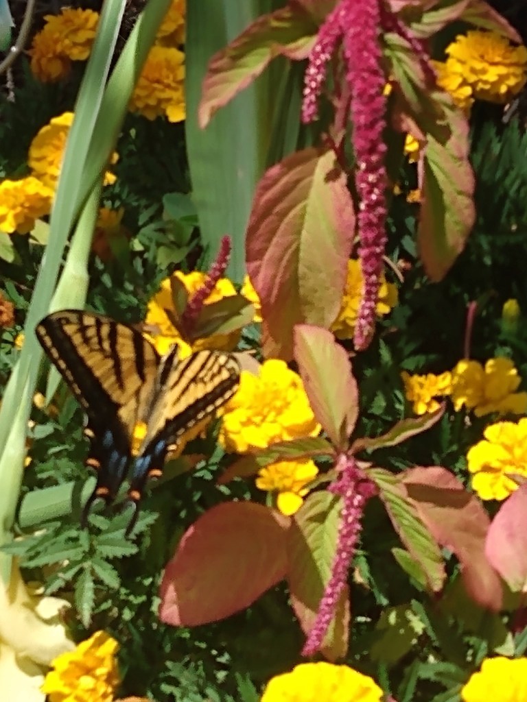 A swallowtail bLove-Lies-Bleeding intermixed