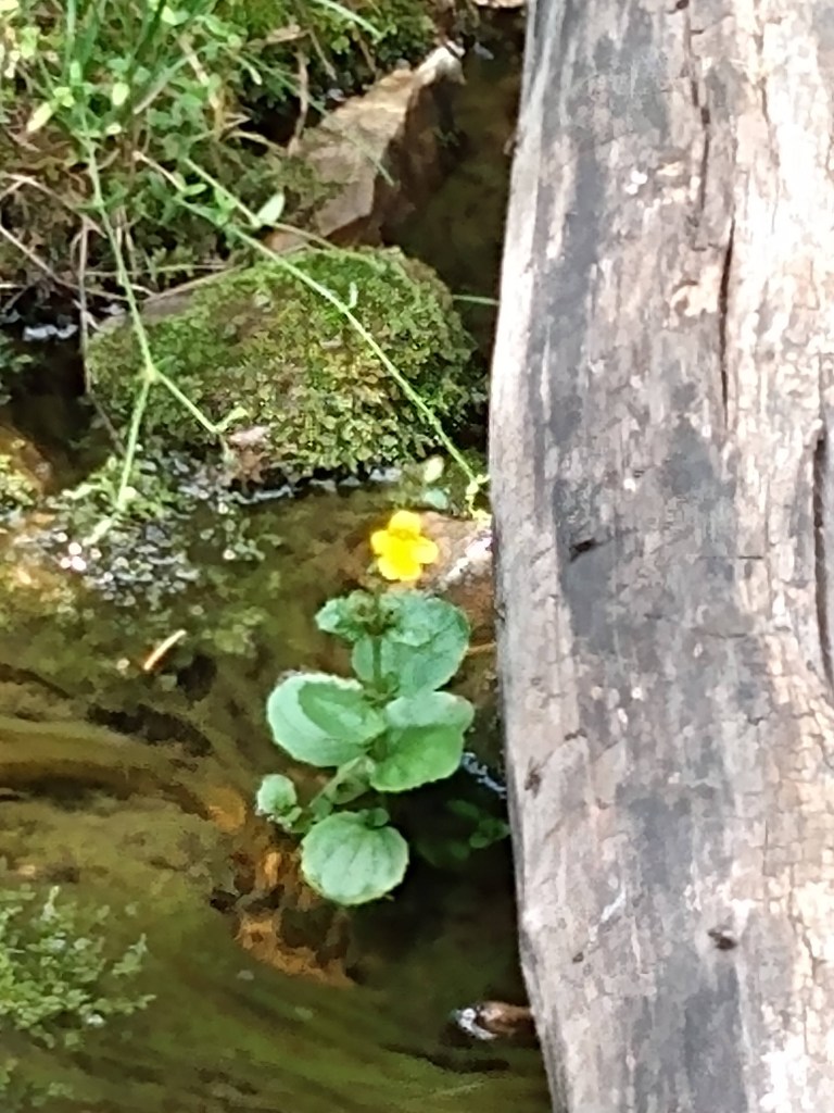 A yellow water flower
