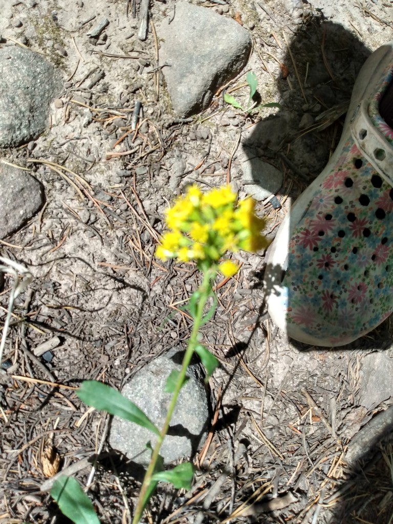 Yellow wild flower
