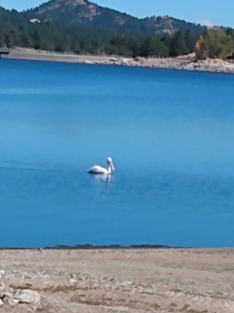 Stork on blue water
