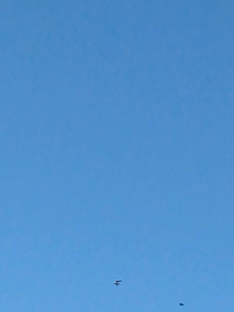 Storks flying in