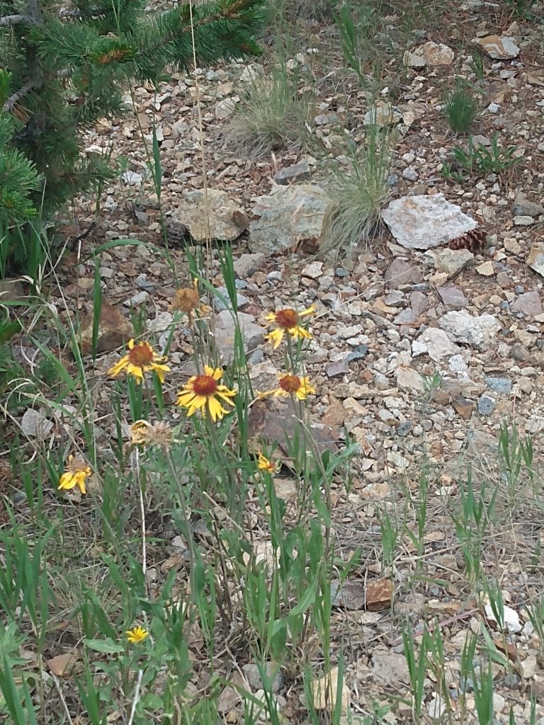 Brown-eyed Susans