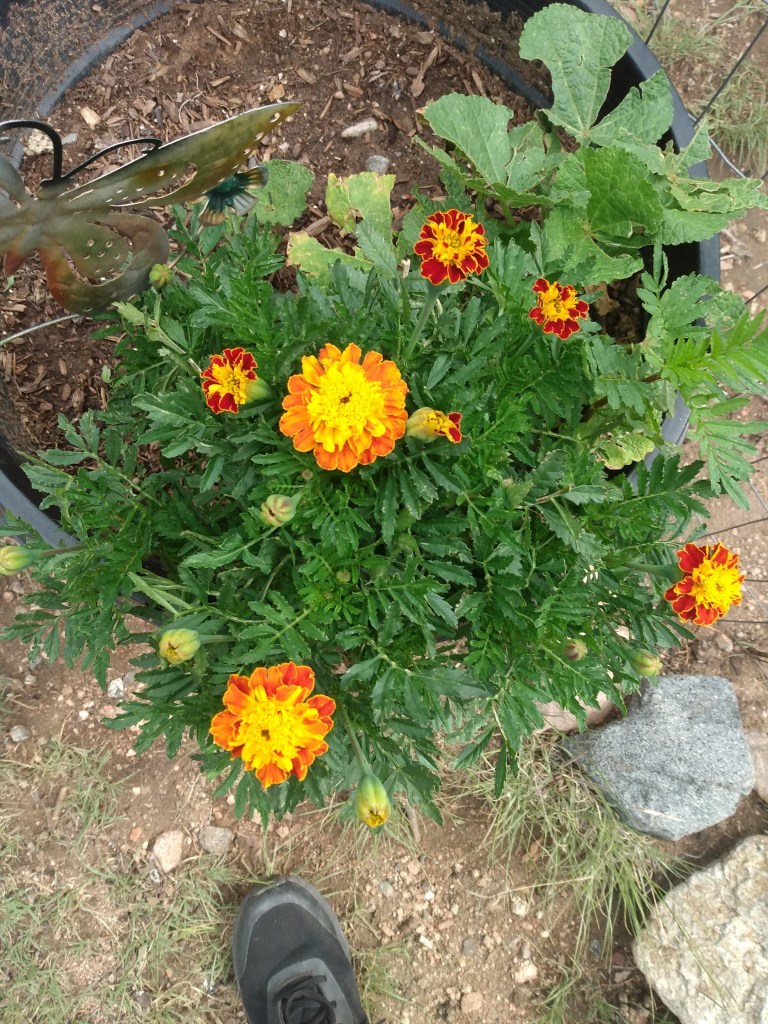 Orange and yellow Marigolds