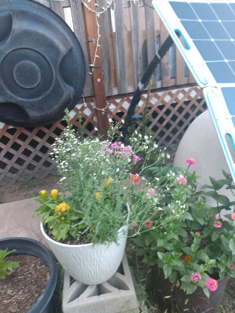 A pot of flowers with yellow blooms