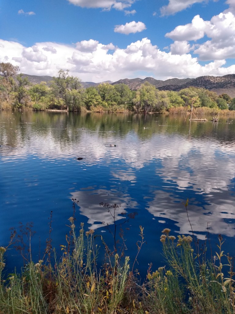 blue water with ducks