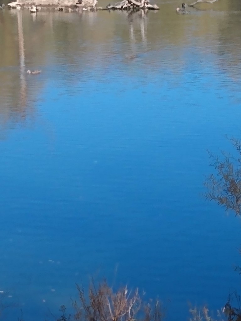 blue water with ducks and gueese