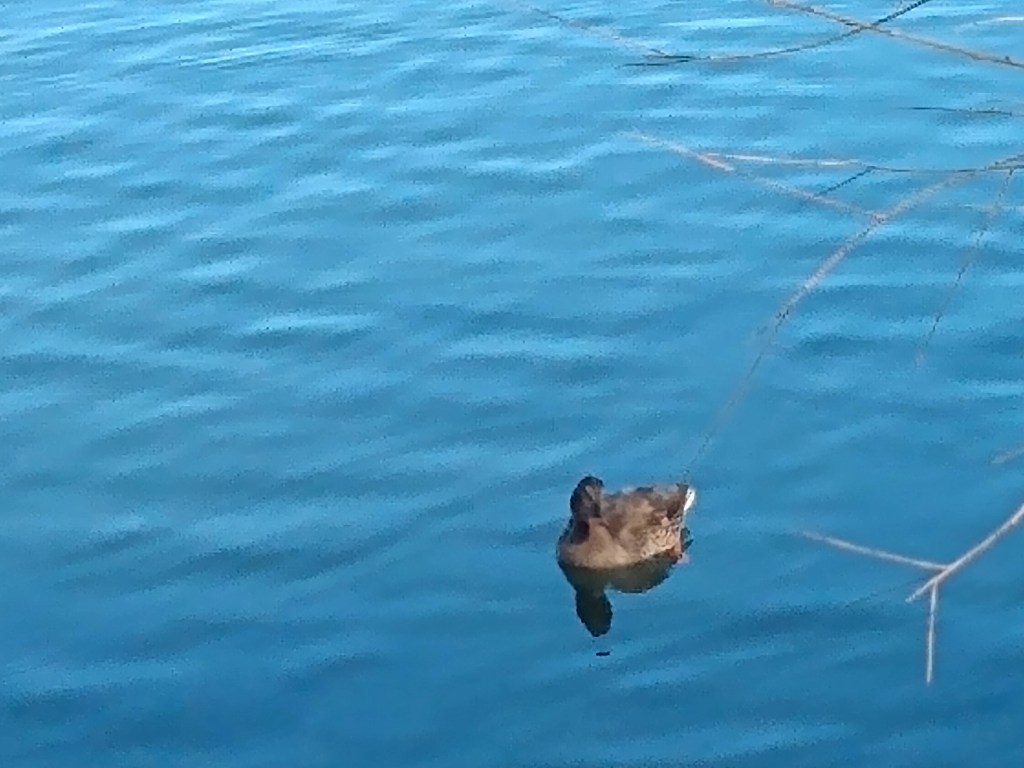 Duck on blue water