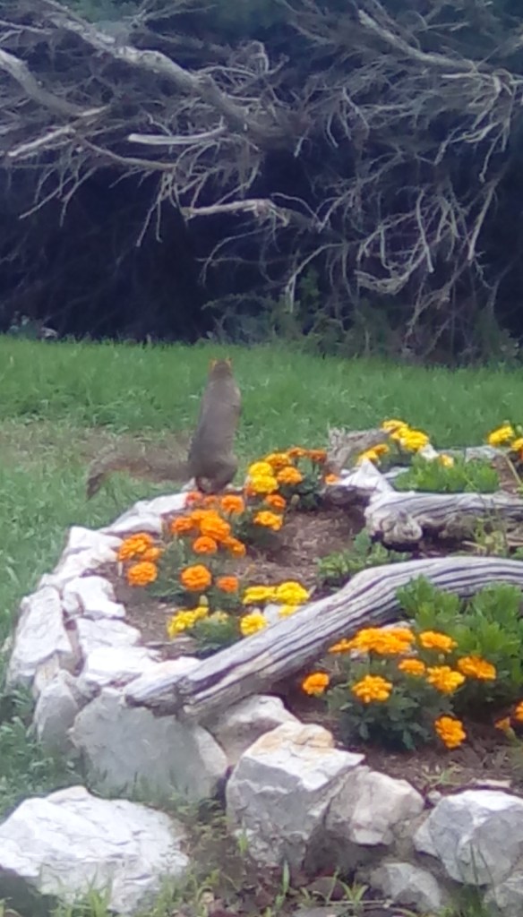 Orange Marigolds and a squirrel