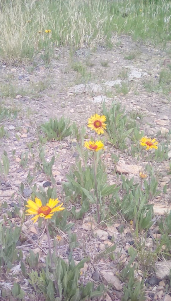 Brown-eyed Susans with orange centers