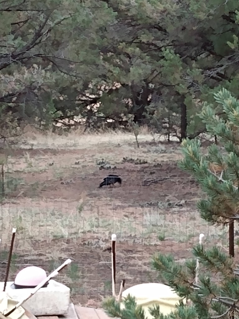 Turkey Vulture on the ground