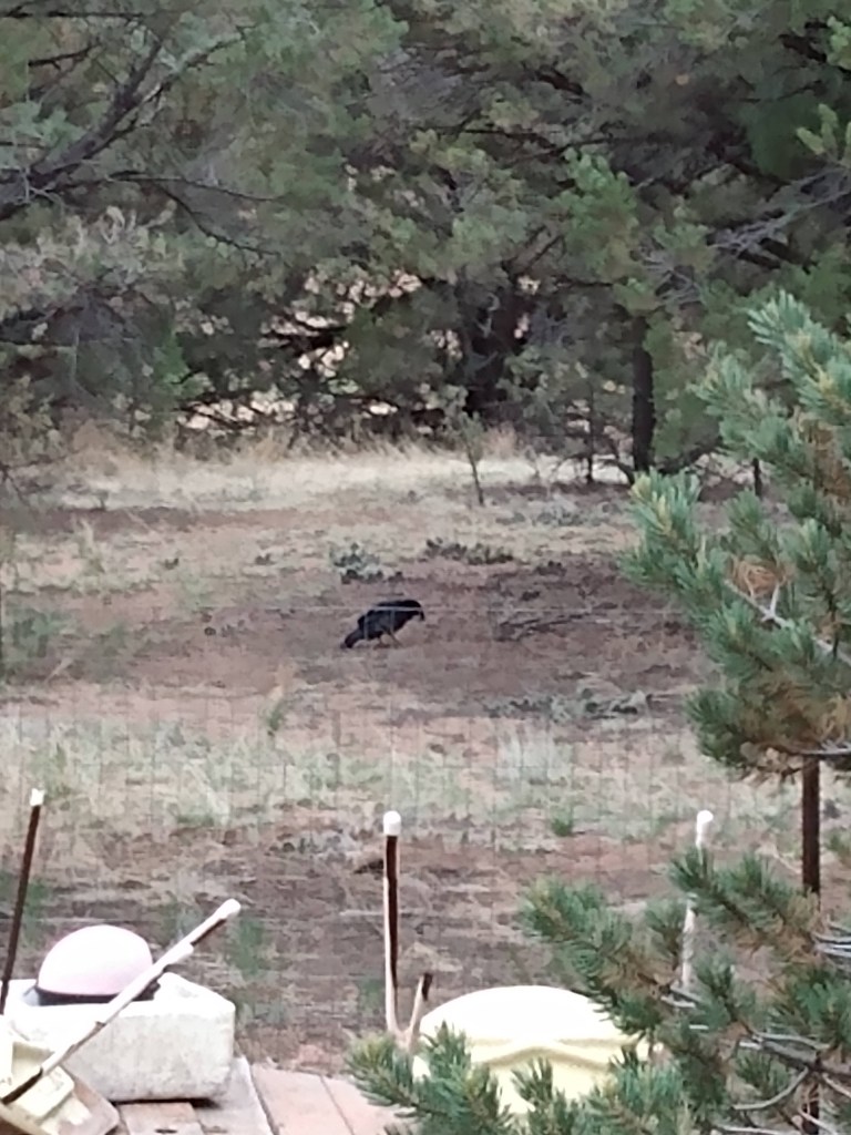 Turkey Vulture on the ground