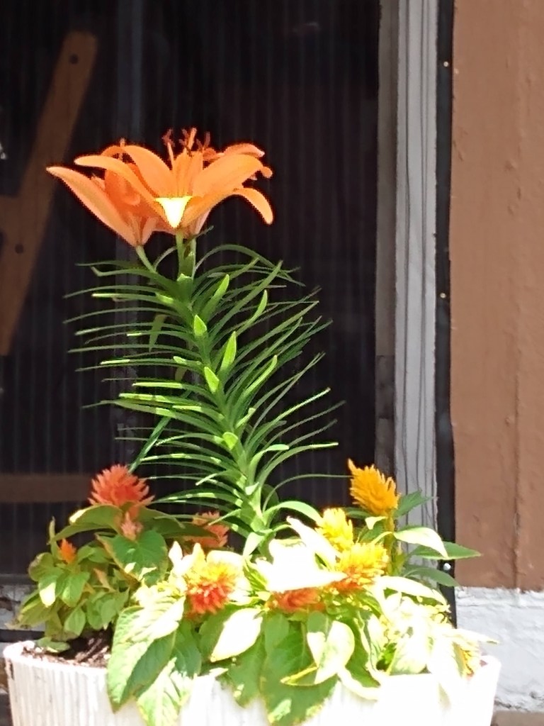 Orange Lilly with yellow and orange flowers around it
