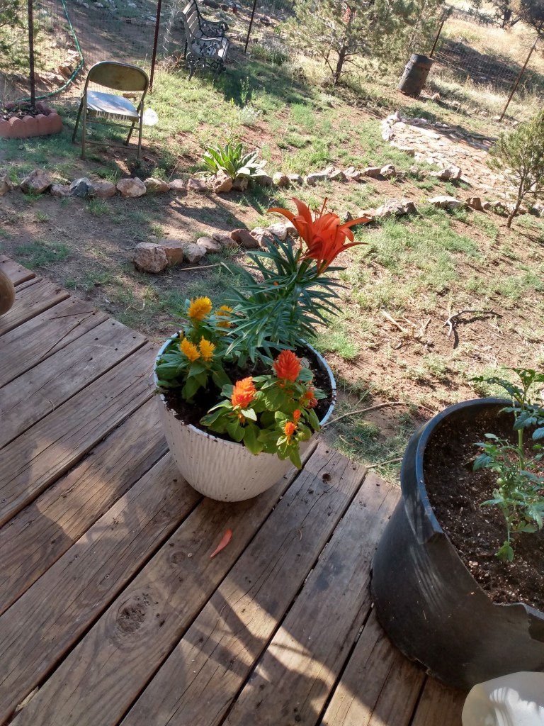 Orange Lilly with yellow and orange flowers around it