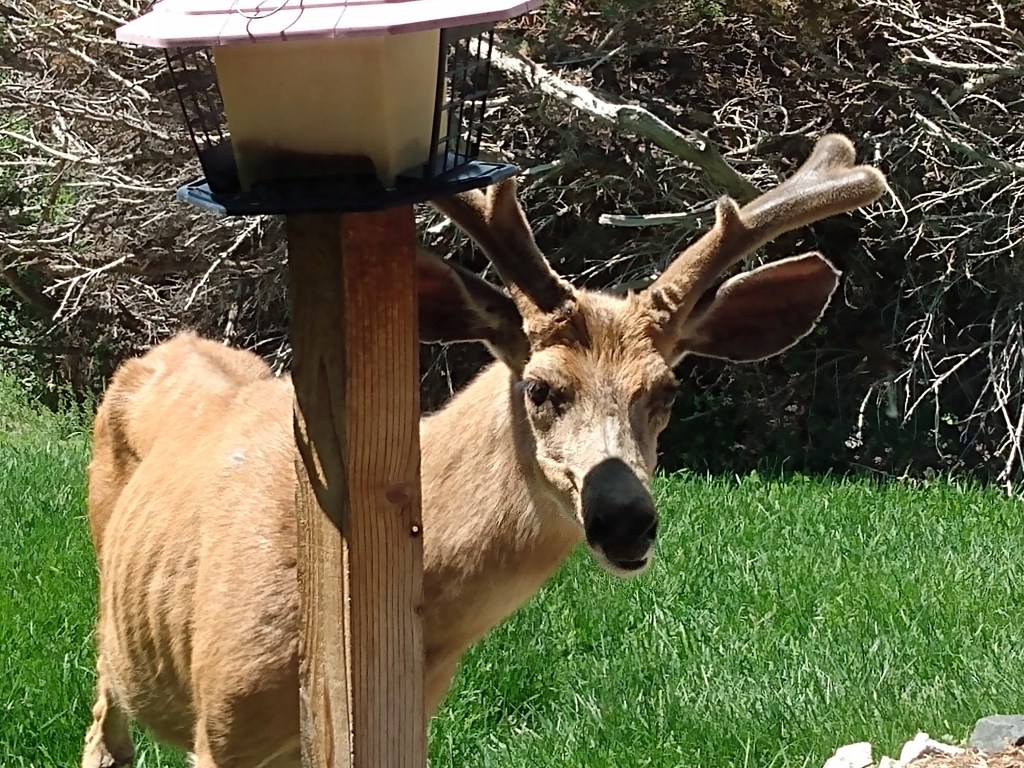 Brown deer looking around a brown birdfeeder post