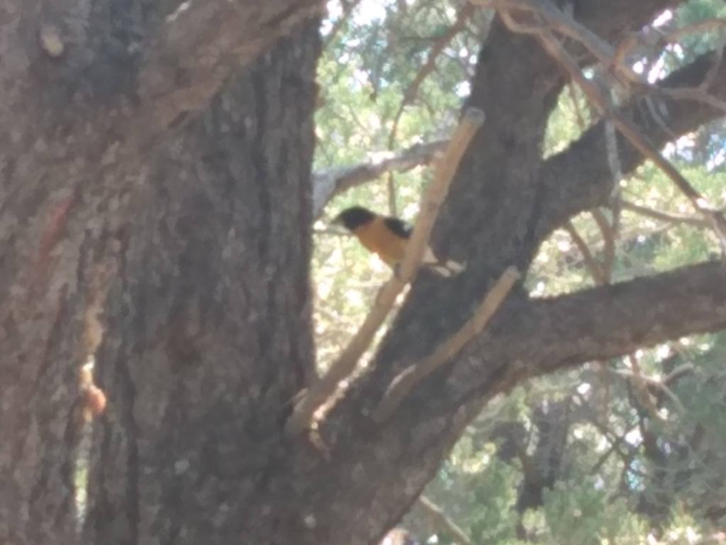 Orange and black Evening Grosbeak