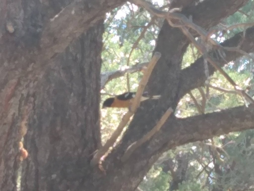 Orange and Black Evening Grosbeak