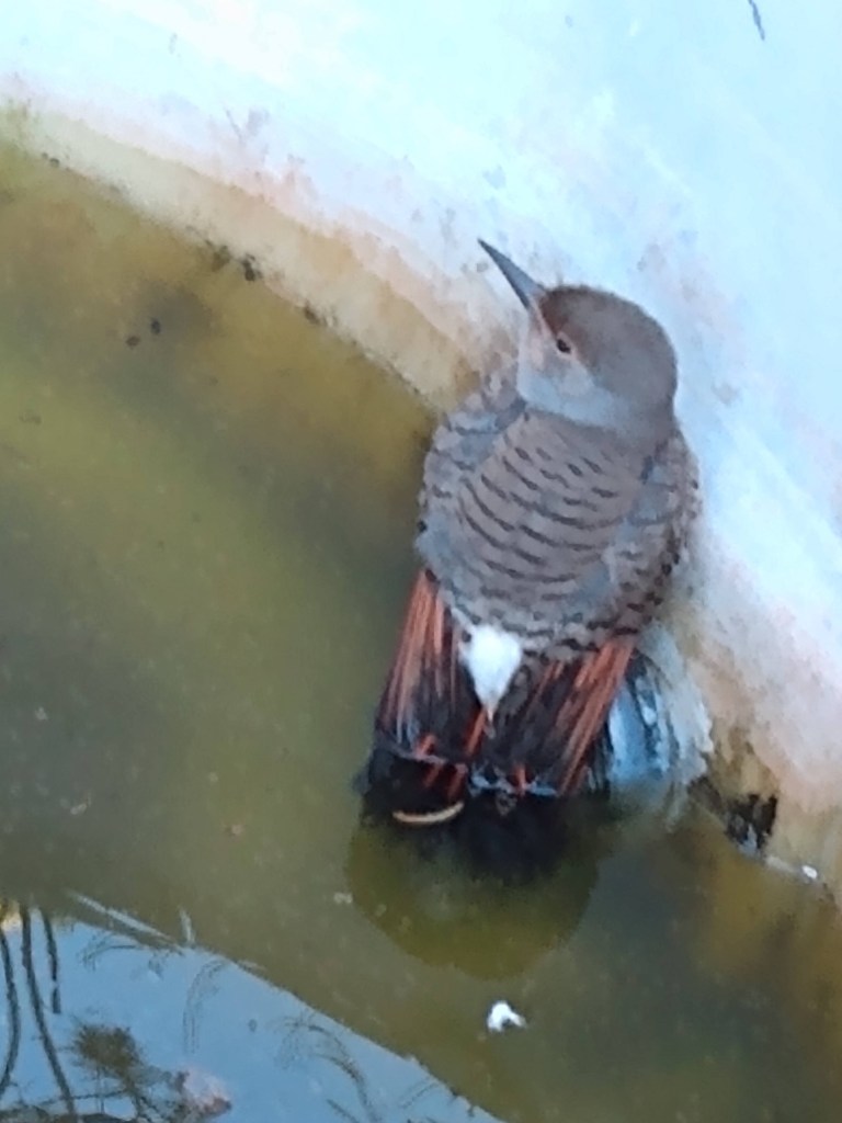 Baby Flicker