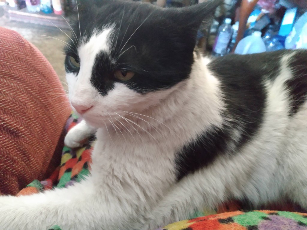 Black and white cat on a multi-colored blanket