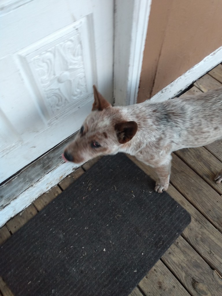 Brown Dog