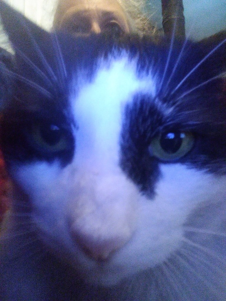 Black and white cat close-up