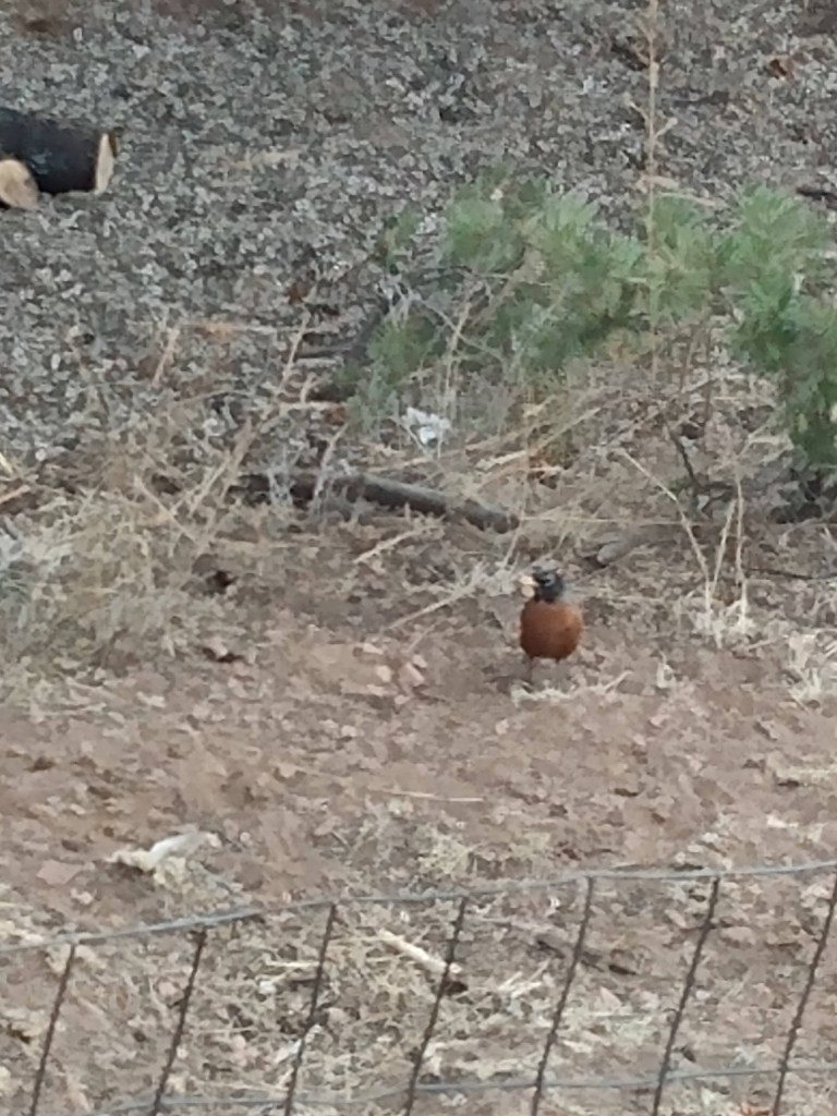 Robin Redbreast -more ornage than red