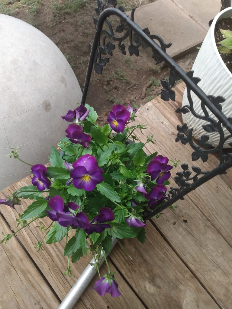 Purple Violas