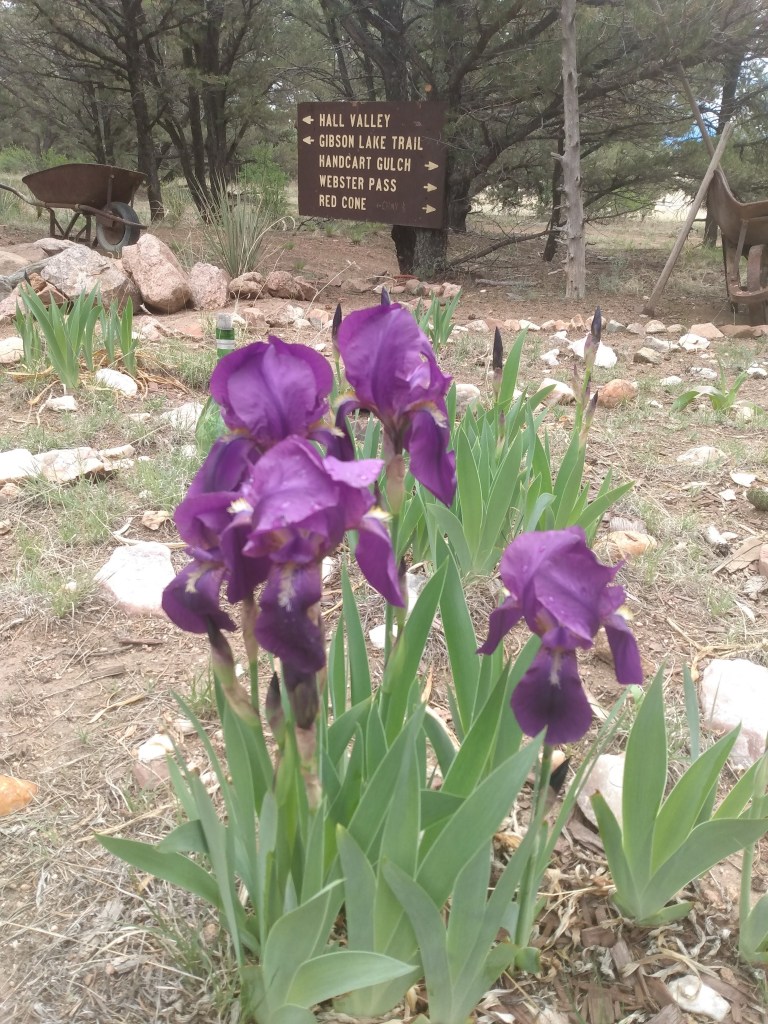 Purple Iris