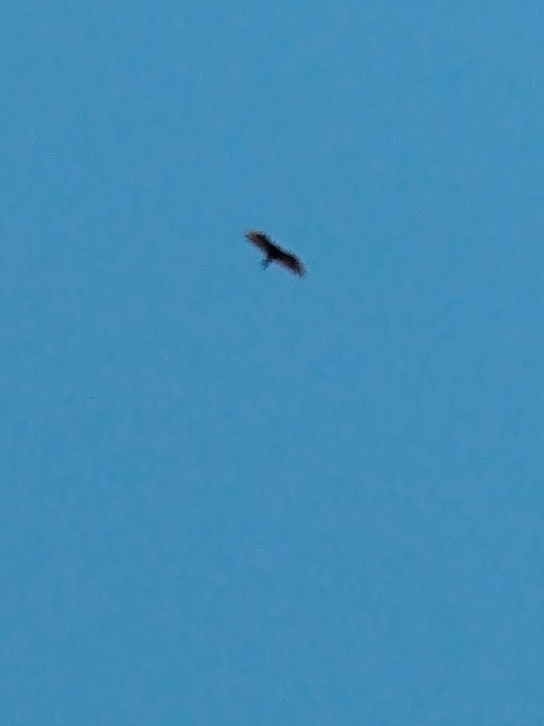 Turkey Vulture in the sky