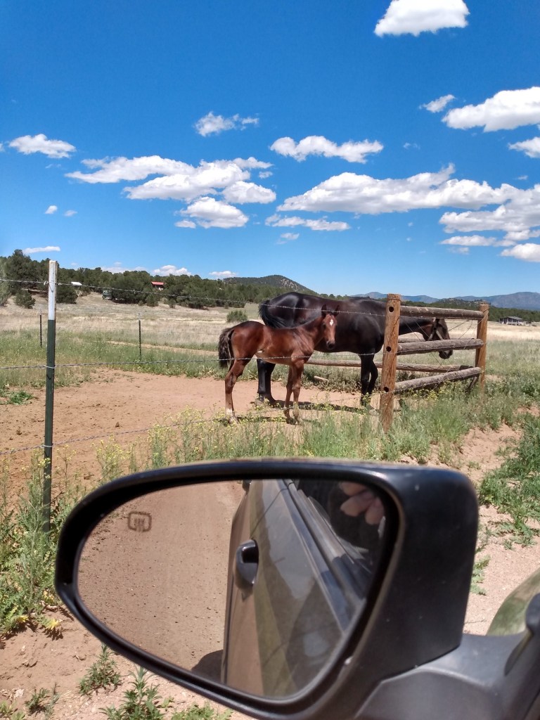 Black horse with brown colt