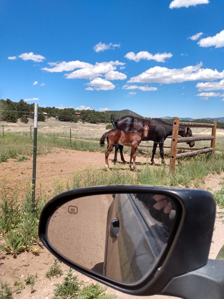 Black horse with brown colt