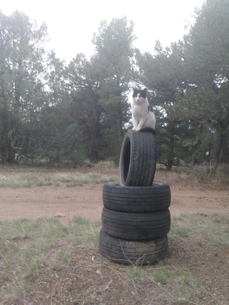 Black and white cat on a stack of tires