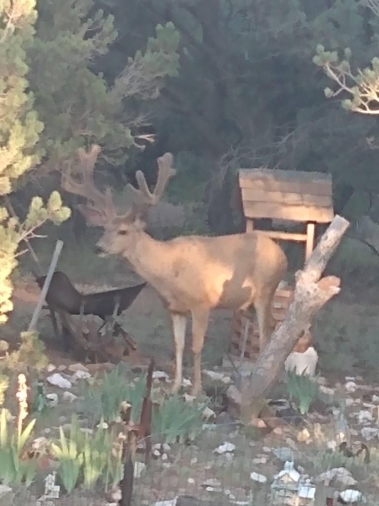 Brown Deer