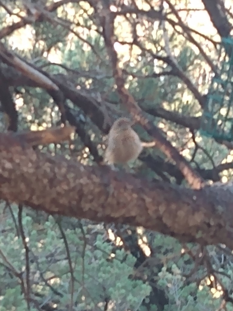 Little brown bird in the trees
