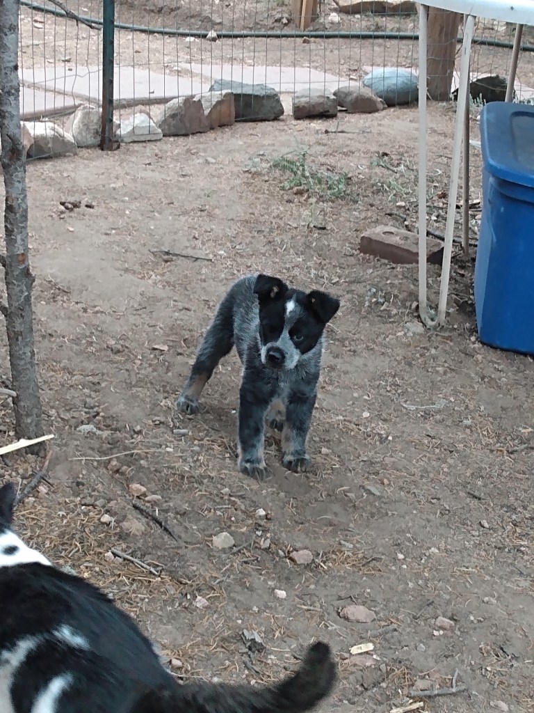 black and white puppy looking at a black and white cat