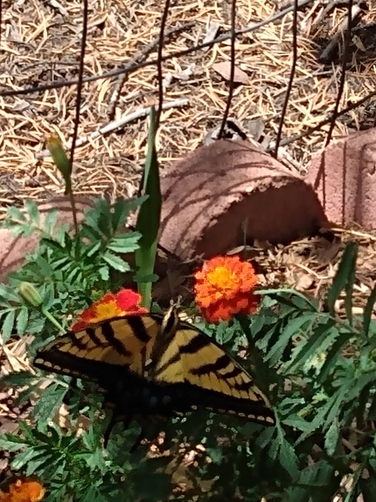 Orange marigolds make a perch for a swallowtail butterfly.