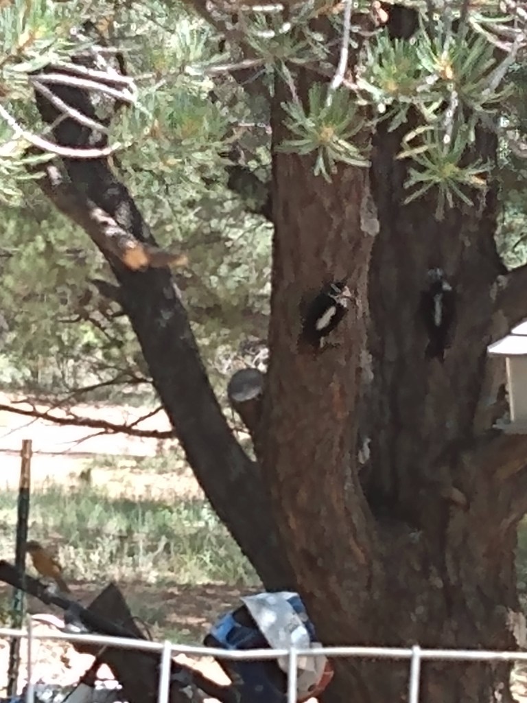 Two Black and white Woodpeckers