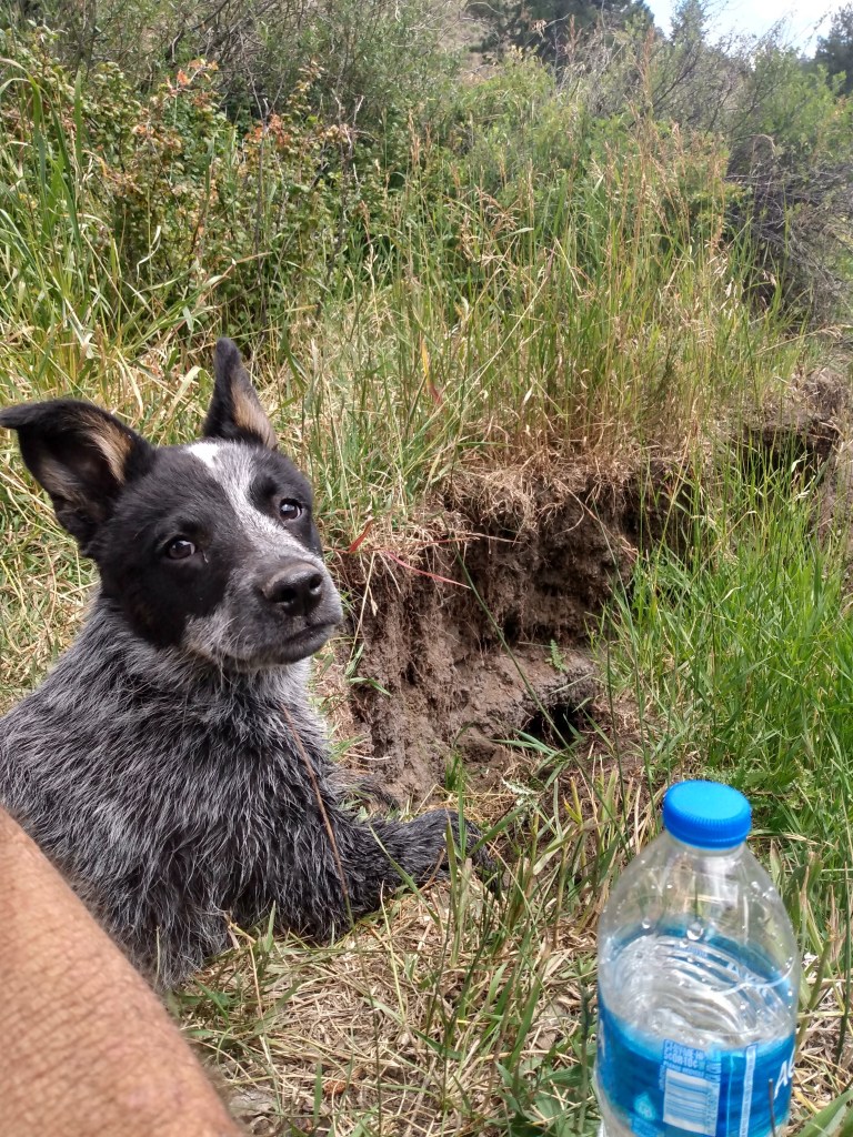 Black and white dog in the tall grass