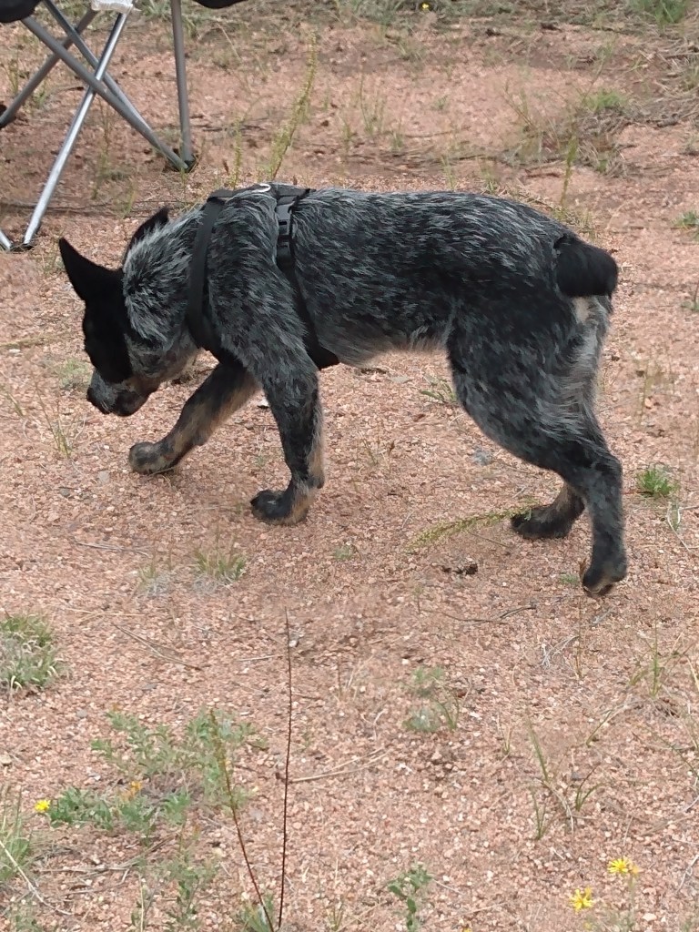 Black and white dog